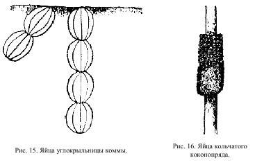 Приключения с насекомыми pic_9.jpg