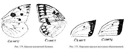 Приключения с насекомыми pic_94.jpg