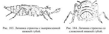 Приключения с насекомыми pic_98.jpg