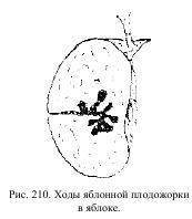Приключения с насекомыми pic_108.jpg