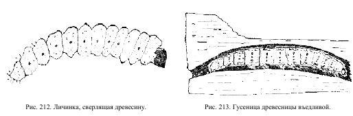 Приключения с насекомыми pic_110.jpg