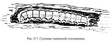 Приключения с насекомыми pic_112.jpg