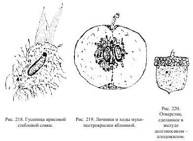 Приключения с насекомыми pic_113.jpg