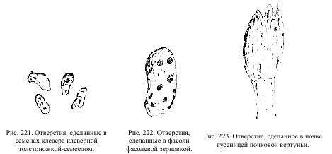 Приключения с насекомыми pic_114.jpg
