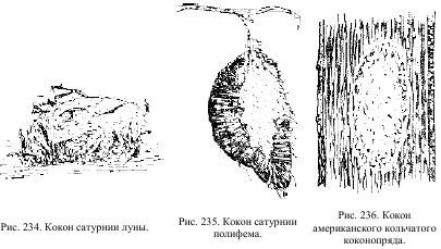 Приключения с насекомыми pic_119.jpg