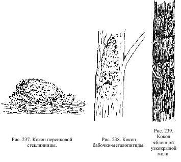 Приключения с насекомыми pic_120.jpg