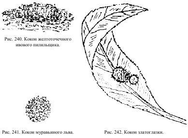 Приключения с насекомыми pic_121.jpg