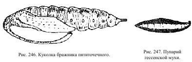 Приключения с насекомыми pic_123.jpg