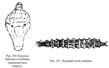 Приключения с насекомыми pic_125.jpg