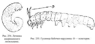 Приключения с насекомыми pic_127.jpg