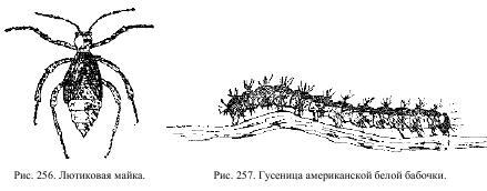 Приключения с насекомыми pic_128.jpg