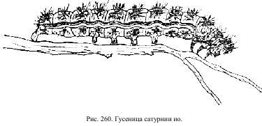 Приключения с насекомыми pic_130.jpg
