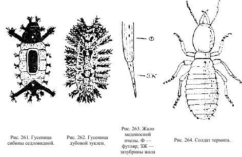 Приключения с насекомыми pic_131.jpg