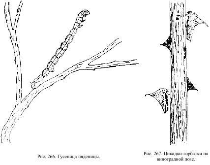 Приключения с насекомыми pic_133.jpg