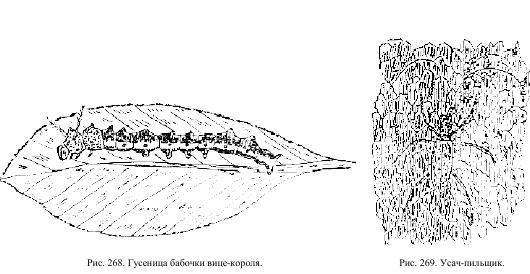 Приключения с насекомыми pic_134.jpg