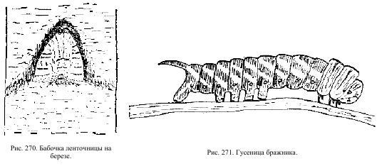 Приключения с насекомыми pic_135.jpg