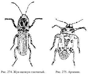 Приключения с насекомыми pic_137.jpg