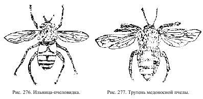 Приключения с насекомыми pic_138.jpg