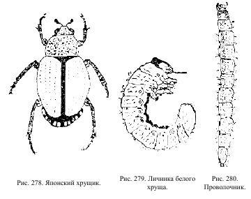 Приключения с насекомыми pic_139.jpg