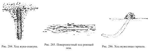 Приключения с насекомыми pic_142.jpg