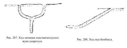 Приключения с насекомыми pic_143.jpg