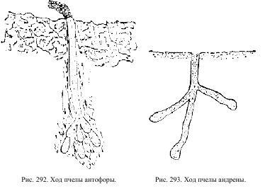 Приключения с насекомыми pic_146.jpg