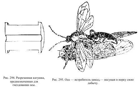 Приключения с насекомыми pic_147.jpg