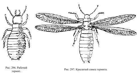 Приключения с насекомыми pic_148.jpg