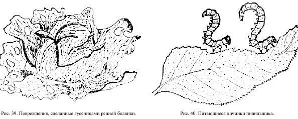 Приключения с насекомыми pic_21.jpg