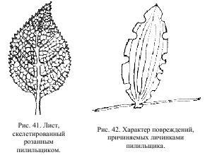 Приключения с насекомыми pic_22.jpg