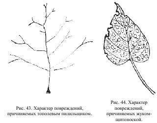 Приключения с насекомыми pic_23.jpg