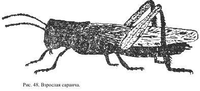 Приключения с насекомыми pic_27.jpg