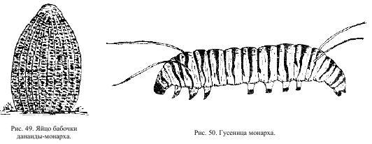 Приключения с насекомыми pic_28.jpg