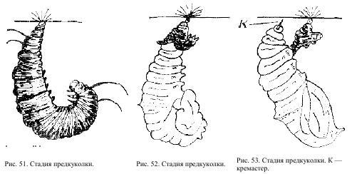 Приключения с насекомыми pic_29.jpg