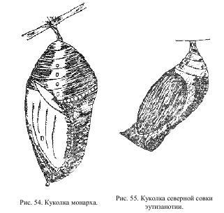 Приключения с насекомыми pic_30.jpg