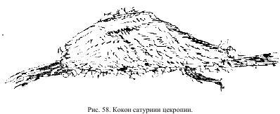 Приключения с насекомыми pic_32.jpg