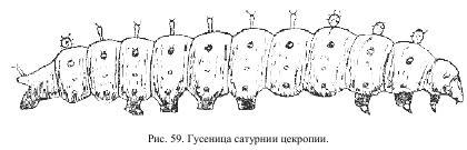 Приключения с насекомыми pic_33.jpg