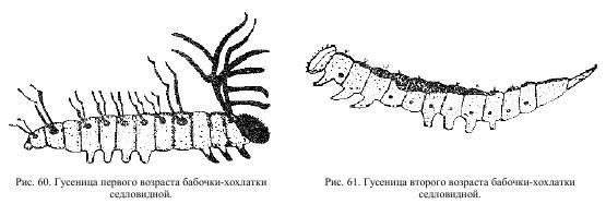 Приключения с насекомыми pic_34.jpg