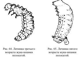 Приключения с насекомыми pic_36.jpg