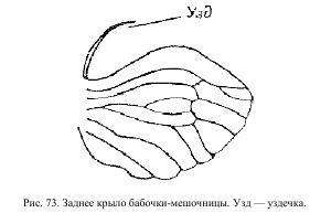 Приключения с насекомыми pic_40.jpg