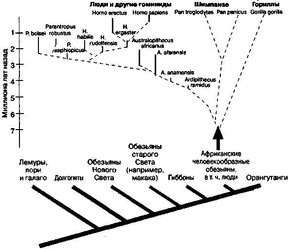 Эволюционная психология. Секреты поведения Homo sapiens img6393.jpg