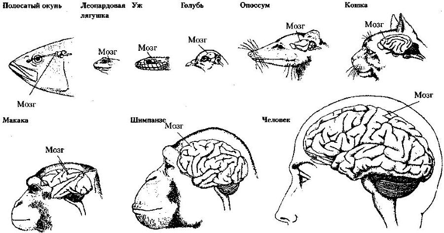 Эволюционная психология. Секреты поведения Homo sapiens img60FF.jpg