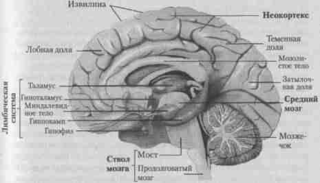 Эволюционная психология. Секреты поведения Homo sapiens imgE84B.jpg