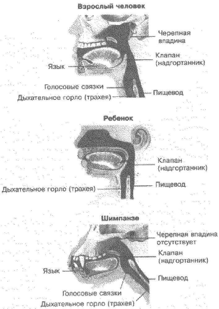 Эволюционная психология. Секреты поведения Homo sapiens img6B78.jpg