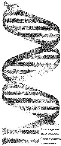 Эволюционная психология. Секреты поведения Homo sapiens imgEC16.jpg
