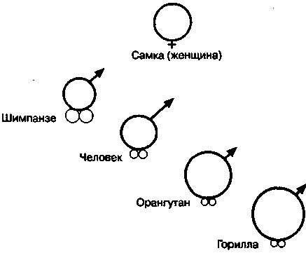 Эволюционная психология. Секреты поведения Homo sapiens imgDACA.jpg