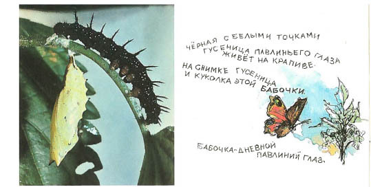 Синий махаон _20141201171816Skrinshotehkrana.jpg
