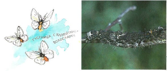 Синий махаон _20141201190730Skrinshotehkrana.jpg