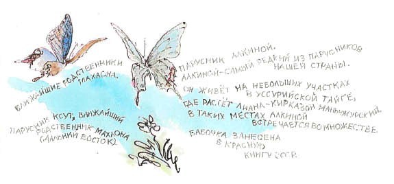 Синий махаон _20141201190757Skrinshotehkrana.jpg