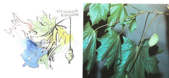 Синий махаон _20141201191300Skrinshotehkrana.jpg